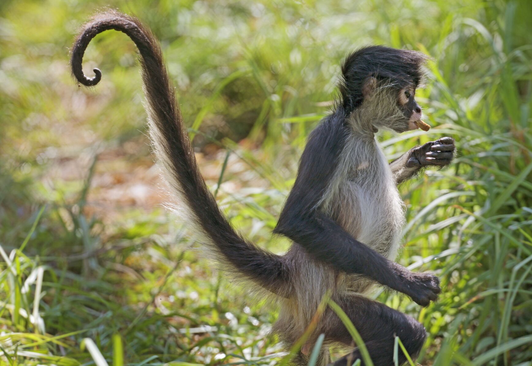 St. Louis Zoo chosen as home, for now, for confiscated spider monkeys
